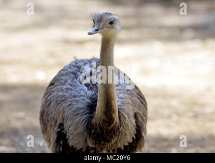 Nandu animal in nature Stock Photo