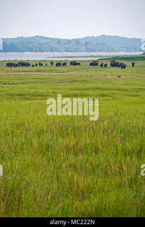 Vertical view of a large wild elephant herd at Minneriya National Park in Sri Lanka. Stock Photo