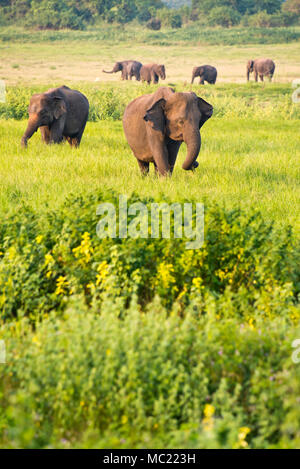 Vertical view of wild elephants at Minneriya National Park in Sri Lanka. Stock Photo