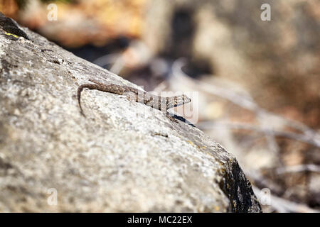 Western fence lizard (Sceloporus occidentalis) on a rock, selective focus, Yosemite National Park, USA. Stock Photo