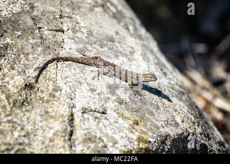 Western fence lizard (Sceloporus occidentalis) on a rock, selective focus, Yosemite National Park, USA. Stock Photo