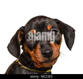 Portrait of black miniature pinscher puppy on white background Stock Photo