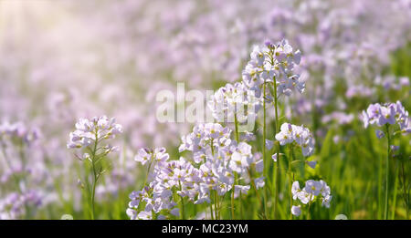 Wildflowers cuckoo-flower, Cardamine pratensis, in a grass meadow on a sunny bright day in spring, Germany, Europe Stock Photo