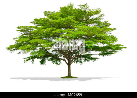 Beautiful large one tree isolated on white Stock Photo