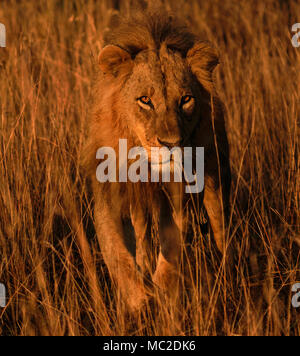 Lion walking and looking into camera through tall grass in the morning, Nairobi National Park, Kenya