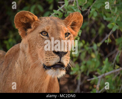 Young lion portrait, Samburu National Reserve, Kenya Stock Photo