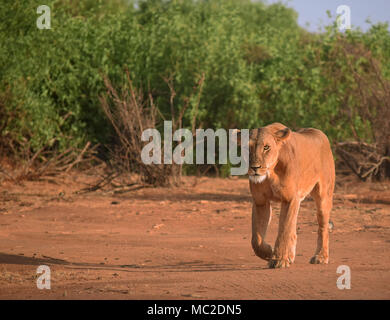 Lioness walking in the morning light, Samburu National Reserve, Kenya Stock Photo