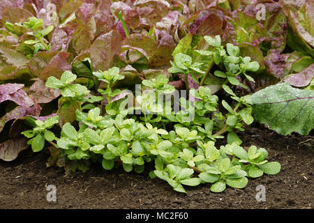 A purslane plant grows near lettuce (french vzariety : 'Rouge Grenobloise'). Stock Photo