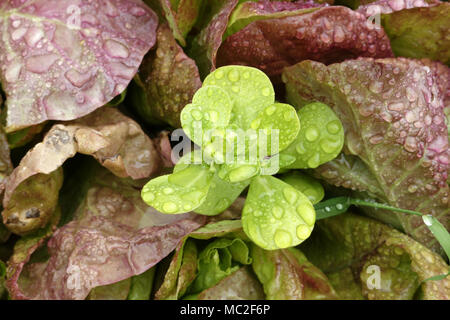 A purslane plant grows in the middle of lettuce (french variety : 'Rouge Grenobloise'). Suzanne's vegetable garden; Le Pas; Mayenne; Pays de la Loire; Stock Photo