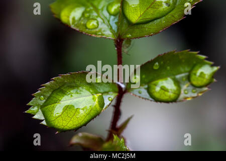 Water droplets on new leaves in Spring Stock Photo