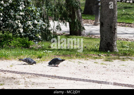 Two pigeons eating crumbs from a footpath in the Retiro park, Madrid, with flock of sparrows in the background on the grass Stock Photo