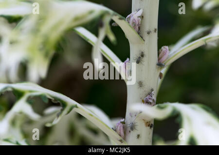 Close up of Aphids feeding on the stem and leaves of ornamental cabbage plants Stock Photo