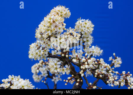 A stunning Blackthorn bonsai prunus spinosa  a species of flowering plant in the rose family Rosaceae. Potted in an Erin ceramic pot using a free drai Stock Photo