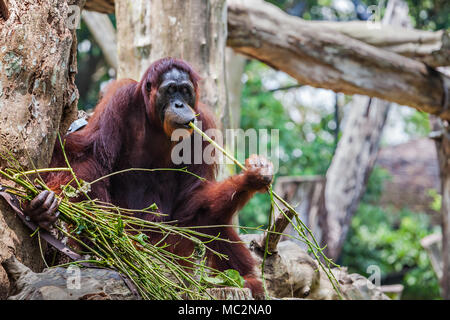 The orangutans are the two exclusively Asian species of extant great apes Stock Photo