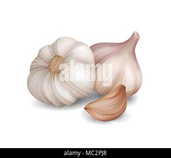 Photo realistic vector garlic on white background. Stock Vector