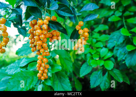 Golden Dew Drop, Pigeon Berry, Sky Flower ( Duranta erecta ), The flowers are light-blue or lavender, fruit is a small globose species of flowering sh Stock Photo