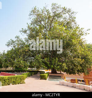 The Bodhi Tree is a large and very old sacred fig tree located in Bodh Gaya, India, under which Siddhartha Gautama Buddha is said to have attained enl Stock Photo