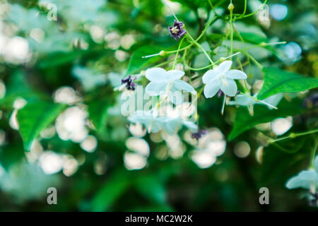 Golden Dew Drop, Pigeon Berry, Sky Flower ( Duranta erecta ), The flowers are light-blue or lavender, fruit is a small globose species of flowering sh Stock Photo