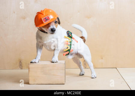 dog with construction hat