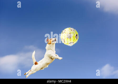 High jumping and flying dog catching yellow football (soccer ball) covered with snow Stock Photo