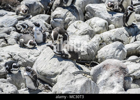 African penguins (Spheniscus demersus) at Stony Point Nature Reserve, South Africa