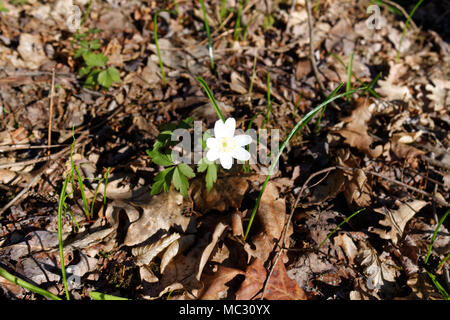 Spring flowers in fresh forest, good for meditation and mind cleaning. Stock Photo