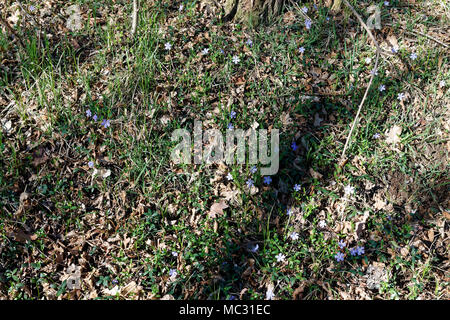 Spring flowers in fresh forest, good for meditation and mind cleaning. Stock Photo