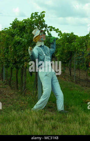 A scarecrow patrol the vineyard in front of the birds. In the backgroud grows the grapevine. Stock Photo