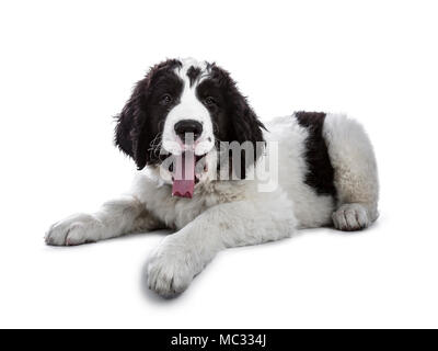 Adorable black and white Landseer puppy standing laying down and yawning isolated on white background while looking sleepy at camera Stock Photo