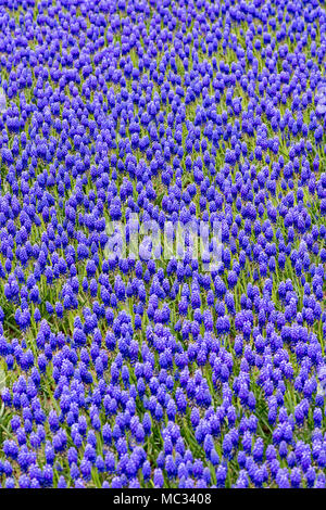 Vertical shot of blue grape hyacinth flower Stock Photo