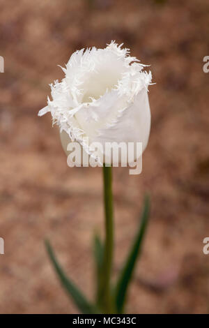 A close-up of the elegant 'Swan Wings' white tulip, featuring delicate fringed petals, standing tall against a blurred natural background, Stock Photo