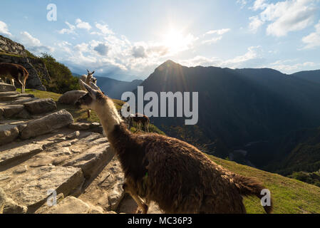 Llamas at Machu Picchu, Peru, top travel destination. Stock Photo