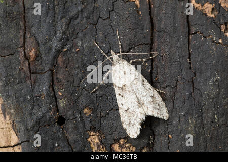 Buchenmotte, Buchen-Motte, Sängerin, Männchen, Diurnea fagella, Tinea fagella, March Dagger Moth, male, la Diurne du hêtre Stock Photo