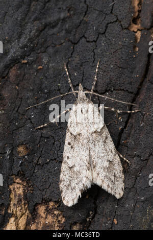 Buchenmotte, Buchen-Motte, Sängerin, Männchen, Diurnea fagella, Tinea fagella, March Dagger Moth, male, la Diurne du hêtre Stock Photo