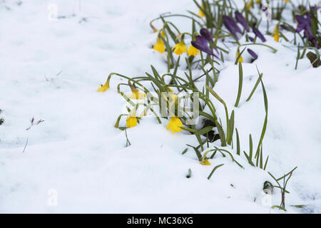 Narcissus. Daffodils and crocus flowers in the snow in a garden border, Oxfordshire, England Stock Photo