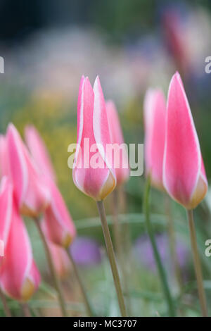 Tulip Clusiana 'Lady Jane' flowers Stock Photo