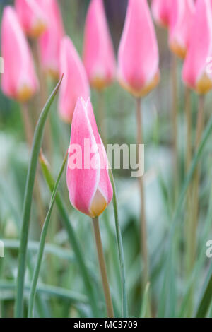 Tulip Clusiana 'Lady Jane' flowers Stock Photo