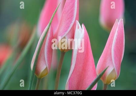 Tulip Clusiana 'Lady Jane' flowers Stock Photo