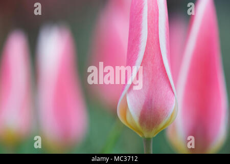 Tulip Clusiana 'Lady Jane' flowers Stock Photo