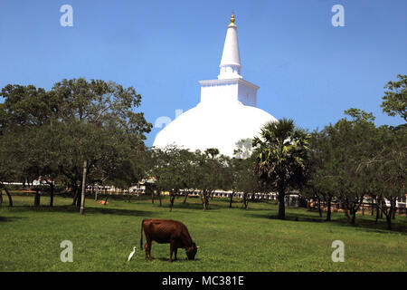 Ruwanwelisaya Dagoba Anuradhapura North Central Province Sri Lanka Cattle Grazing Stock Photo