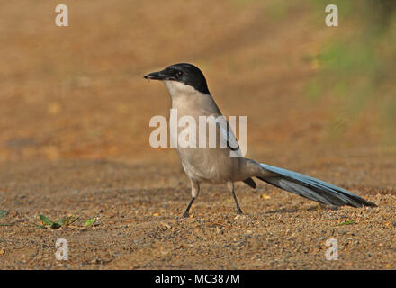 Asian Azure-winged Magpie (Cyanopica cyanus) adult on ground with fly in beak  Beijing, China   May Stock Photo