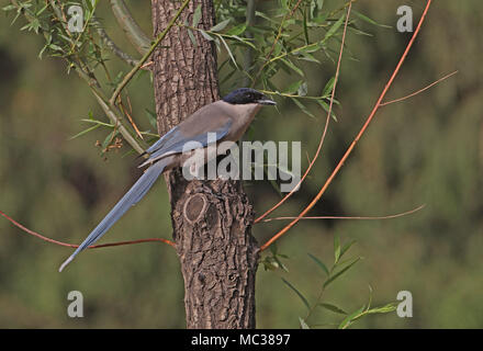 Asian Azure-winged Magpie (Cyanopica cyanus) adult perched on tree trunk  Beijing, China   May Stock Photo