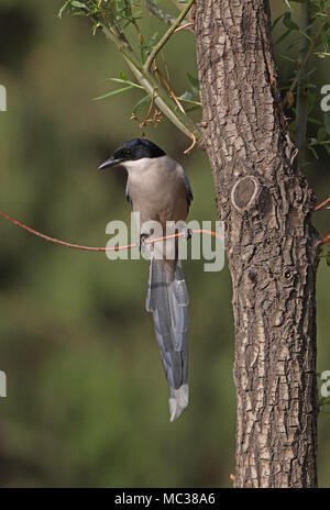 Asian Azure-winged Magpie (Cyanopica cyanus) adult perched on twig  Beijing, China   May