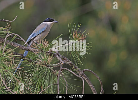 Asian Azure-winged Magpie (Cyanopica cyanus) adult perched in pine tree  Beijing, China   May Stock Photo