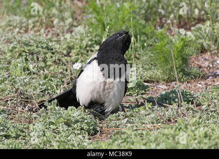 Common Magpie (Pica pica sericea) adult on ground sunning  Beidaihe, Hebei, China     May Stock Photo
