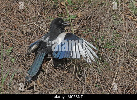 Common Magpie (Pica pica sericea) adult on ground sunning  Beidaihe, Hebei, China     May Stock Photo