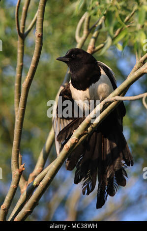 Common Magpie (Pica pica sericea) adult perched in tree wing and tail stretching  Bejing, China  May Stock Photo