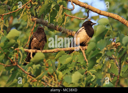 Common Magpie (Pica pica sericea) two perched on branch, one with sooty plumage from entering chimneys  Beidaihe, Hebei, Chin  May Stock Photo
