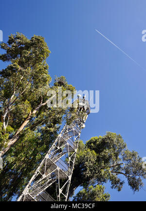 Tower with telecommunications equipment and Eucalyptus trees at Palacio de Doñana in Doñana National Park (Huelva, Andalusia, Spain) Stock Photo