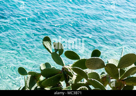 Cactus overlooking blue sea Stock Photo